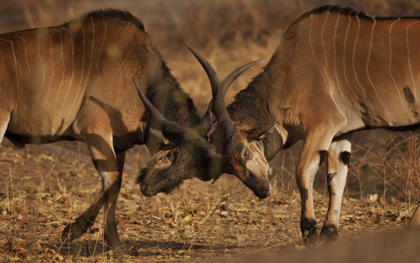 Elands with locked horns