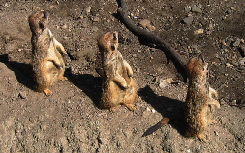 3 meercats